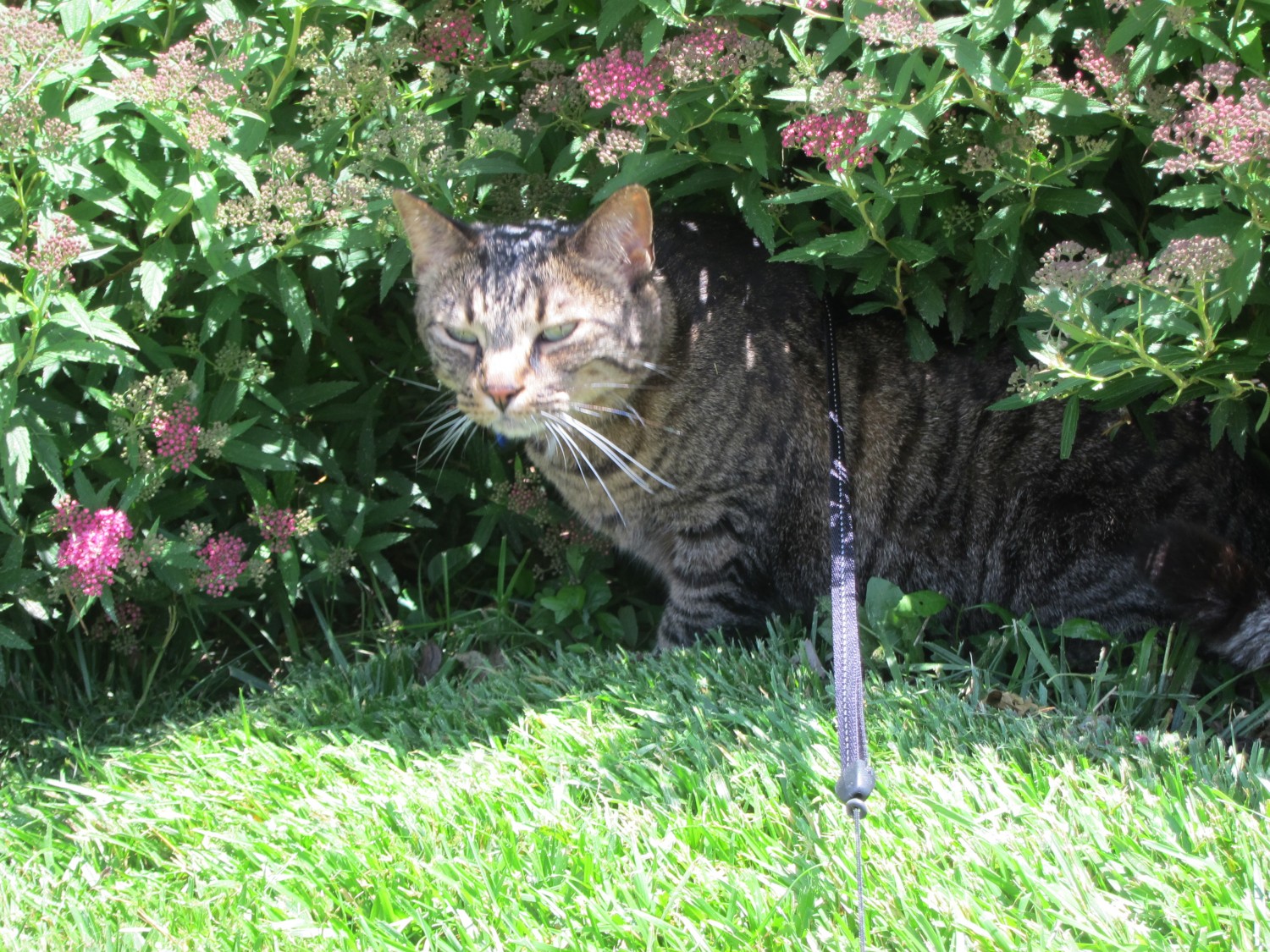  Outdoor  Cats  driving your Indoor Cat  Crazy Okaw 